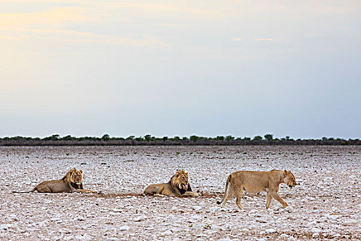 狮子,早晨,亮光,埃托沙国家公园,纳米比亚,非洲