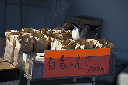 日本,北海道,岛屿,靠近,北方,针尾鸭,面包,鸭子,小吃摊