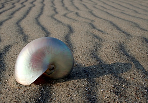 鹦鹉螺,沙子