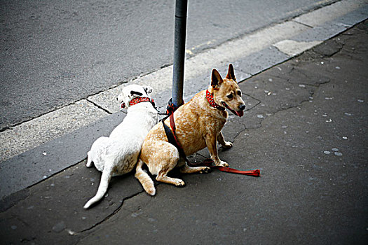 狗,等待,悉尼,新南威尔士,澳大利亚