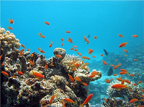 珊瑚礁,异域风情,鱼,热带,海洋,水下