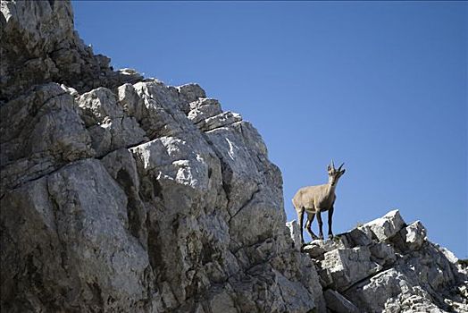 石山羊,朱利安阿尔卑斯,斯洛文尼亚,欧洲