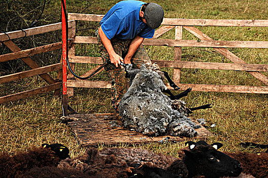 绵羊,剪羊毛,正面,梅克伦堡前波莫瑞州,德国,欧洲