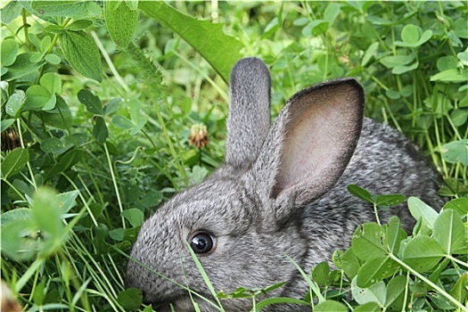 灰色,兔子,三叶草,草坪