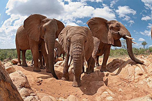 非洲象,三个,研究中心,肯尼亚