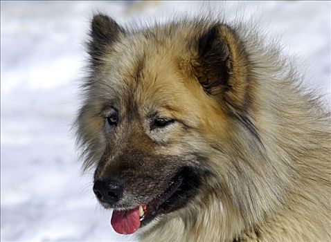 阿拉斯加雪橇犬,雪橇狗