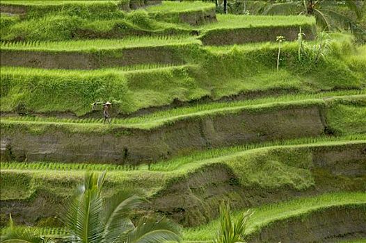 农民,篮子,阶梯状,稻田,区域,巴厘岛,印度尼西亚