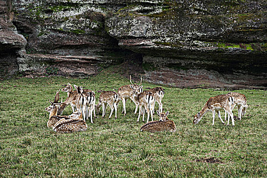 一群鹿,在领域,吃草,休息,在草,在旁边,岩石形成,法国