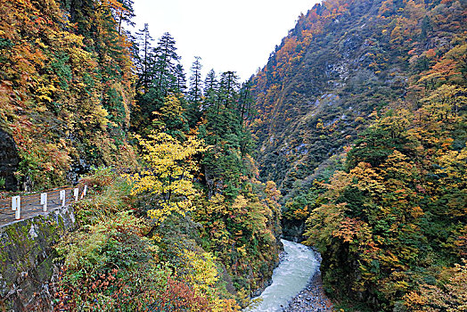 黑部峽谷櫸平