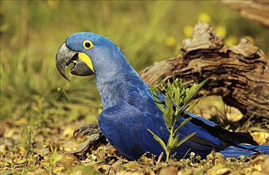 紫蓝金刚鹦鹉,肖像,地上,栖息地,巴西