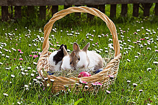 年轻,兔子,兔豚鼠属,复活节礼筐,花,草地