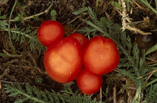 深红色,兜帽,蘑菇
