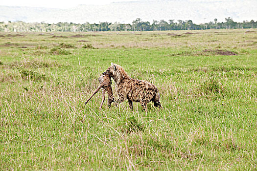 鬣狗,羚羊