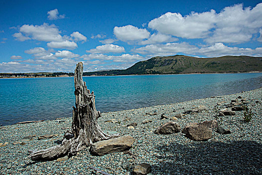 新西兰,特卡波湖,风景,树,死