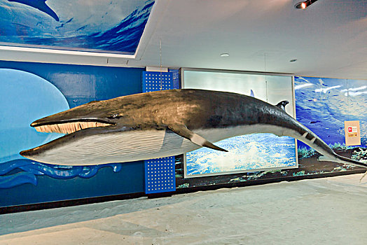 海洋生物鲸鱼标本