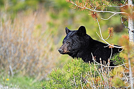 黑熊,美洲黑熊,树林,加拿大西部