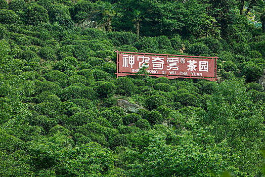 茶园,山区,土地,湖北,神农架,大山,种植,经济作物,农村,茶农