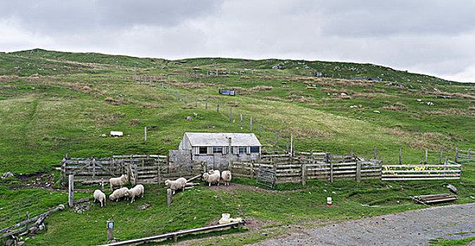 风景,设得兰群岛,绵羊,蔽护,苏格兰,大幅,尺寸