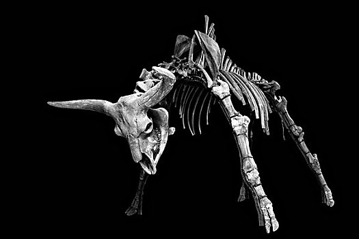 草原野牛骨骼化石标本