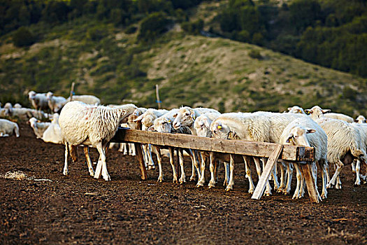 绵羊,吃,槽,大萨索山,国家公园,阿布鲁佐,意大利