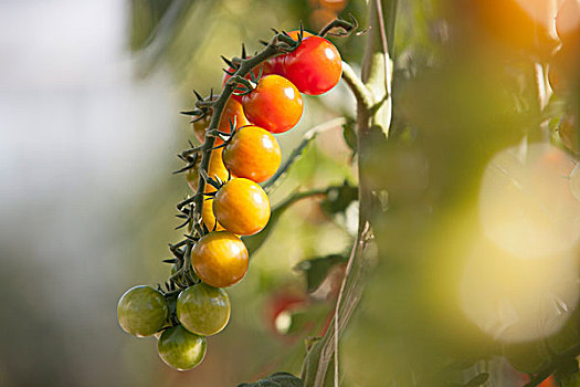 特写,西红柿茎,成熟,植物,阳光