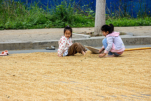河南滑县,种粮农民利用晴好天气晾晒小麦