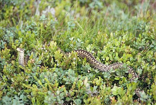 毒蛇,草,瑞典