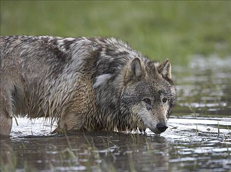 灰狼,狼,水中,北美