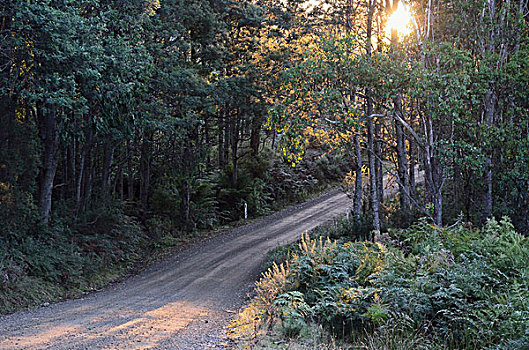 土路,树林,利菲河,州立保护区,塔斯马尼亚,澳大利亚
