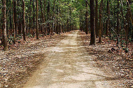 土路,通过,树林,国家公园,北阿坎德邦,印度