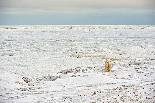 北极熊,走,哈得逊湾,海岸线