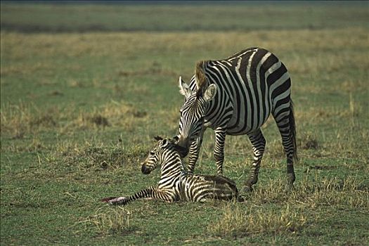 白氏斑马,斑马,母亲,舔,诞生,小马,马赛马拉,肯尼亚
