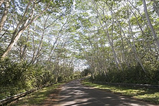 道路,考艾岛,夏威夷,美国