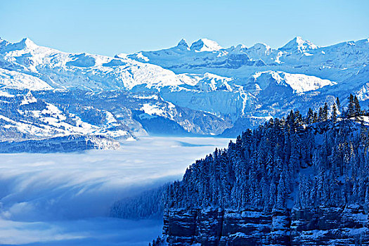 雪,冷杉,树林,高处,云,中心,阿尔卑斯山,后面,施维茨,瑞士,欧洲