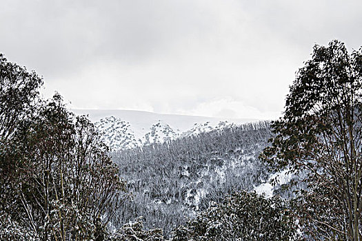 积雪,树,风景,天空