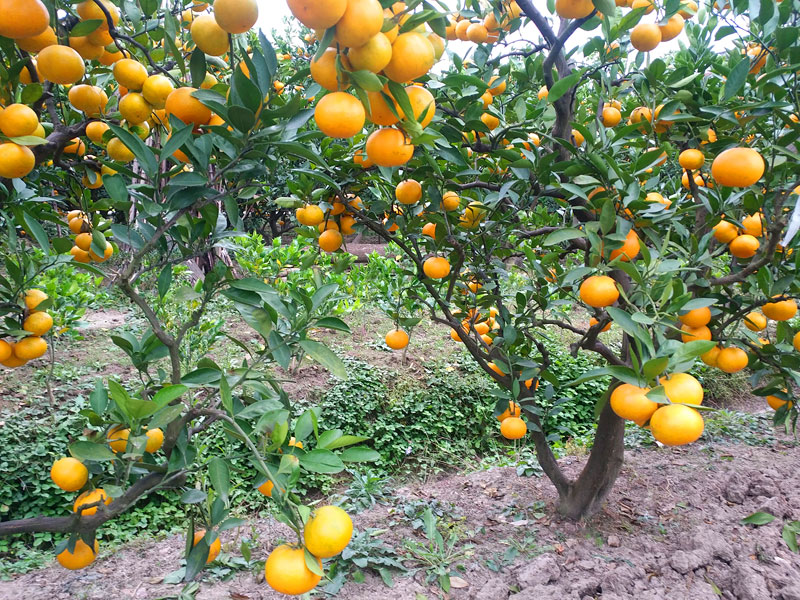 阿蒂仙柑橘园图片