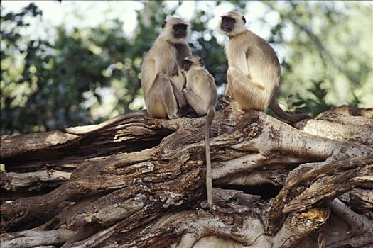 哈奴曼,猴子,长尾叶猴,印度