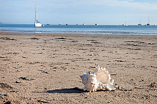 海螺壳,低,海滩,诺森伯兰郡,英格兰