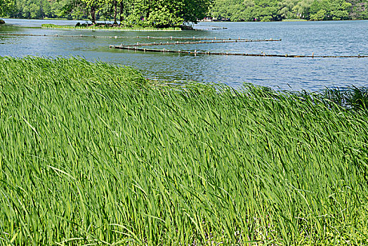 湖面水草