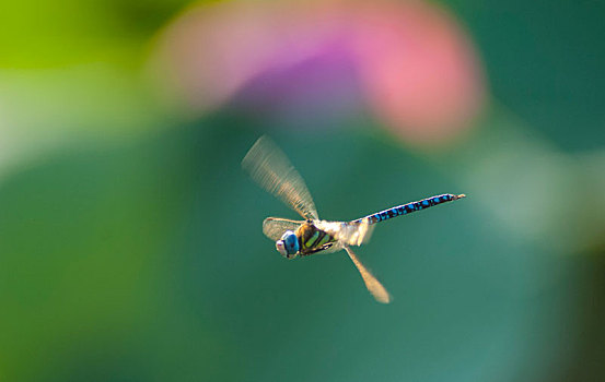 飞舞的蜻蜓