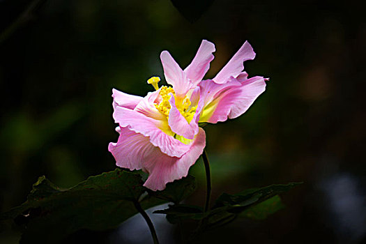 美丽的芙蓉花,木芙蓉,拒霜花,木莲,地芙蓉,华木