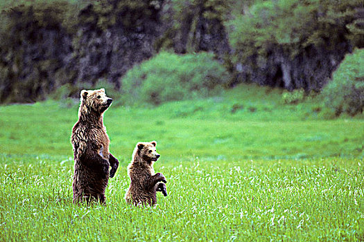 母兽,棕熊,一岁,幼兽,站立,调查,靠近,熊,沿岸,阿拉斯加