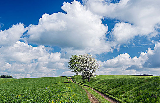 捷克共和国,波希米亚,土路,苹果树