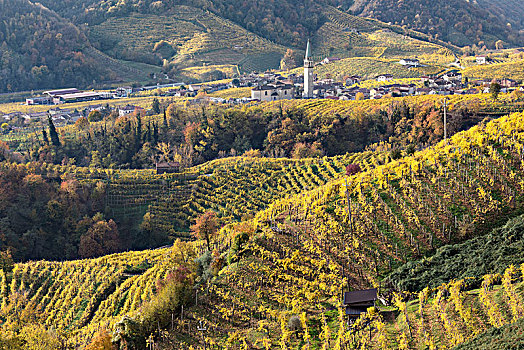 乡村,围绕,黄色,葡萄园,秋天,风景,道路,葡萄酒,威尼托,意大利