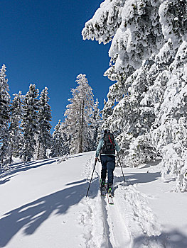 滑雪,登山,积雪,树,下奥地利州,奥地利,欧洲