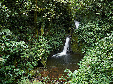 瀑布,蒙特维多云雾森林自然保护区,省,哥斯达黎加,中美洲