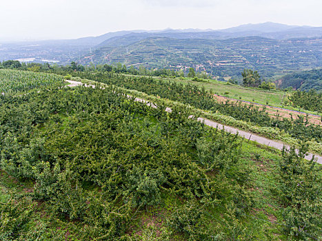 航拍河南三门峡灵宝市川口乡赵家沟村樱桃种植林