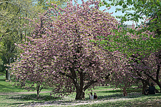 樱花,树,中央公园,曼哈顿,纽约,美国