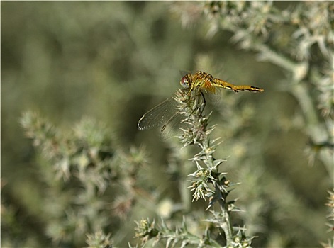 不成熟,赤蜻属,卡马格,法国