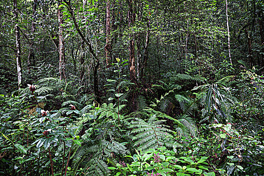 热带,植被,树林,自然保护区,斯里兰卡,亚洲